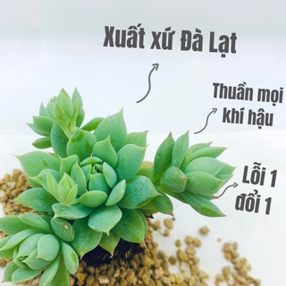 Sen đá dù kim size mini hàng đà lạt, siêu khoẻ đẹp, lỗi 1 đổi 1- vườn sen đá