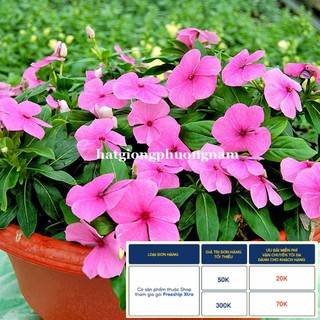 50H - HẠT GIỐNG HOA DỪA CẠN ĐỨNG