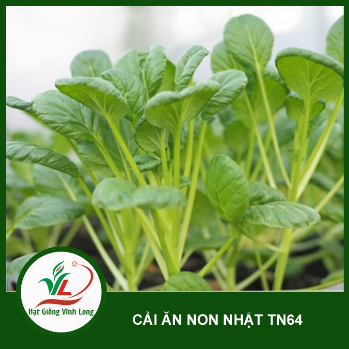 Hạt giống Cải ăn non Nhật JAPANICA - 20g