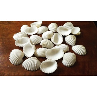 Vỏ sò trắng 100gr