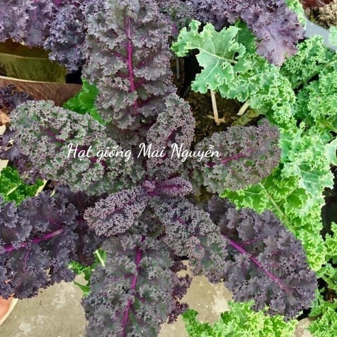 100 hạt giống cải kale scarlet kale tím Mỹ- Scarlet kale F1