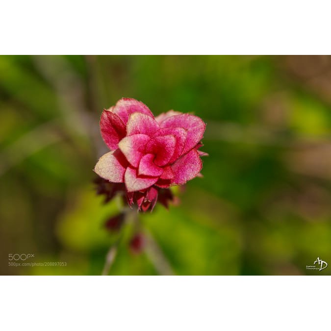 Ống kính máy ảnh Tamron AF 28-75mm F2.8 đa dụng giá rẻ cho máy ảnh Nikon