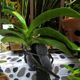 Phân trùn quế Đặng Gia Trang 10kg