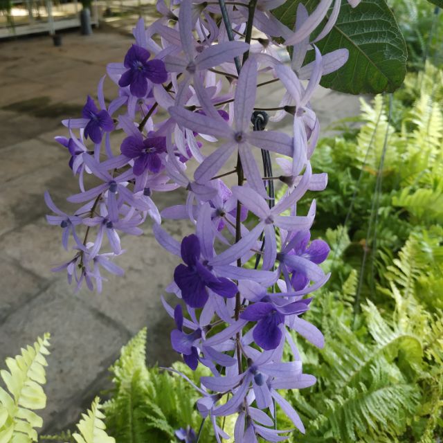 Cây Mai Xanh Thái (cao 50cm đến 60cm) - Trang Flowers