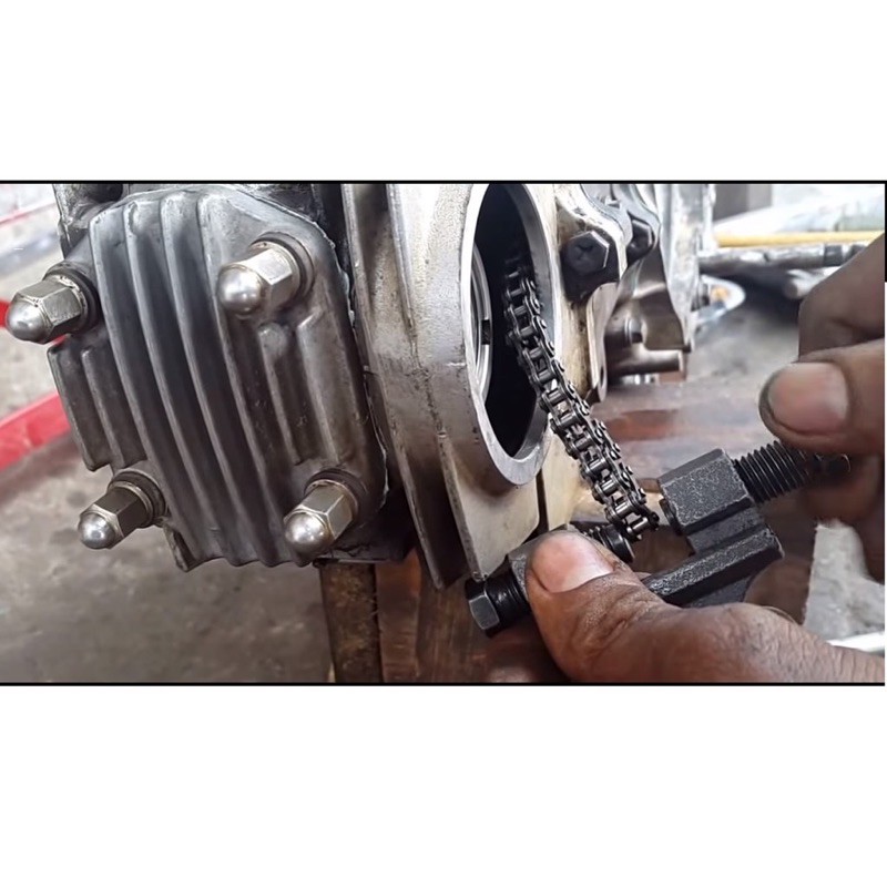 Cảo sên cam Century