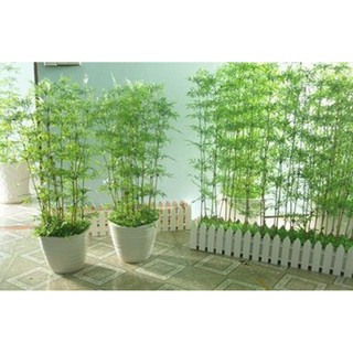 1 BỤI CÂY GIỐNG TRÚC QUÂN TỬ,CAO 2M,CAM KẾT GIỐNG CHUẨN LOẠI 1