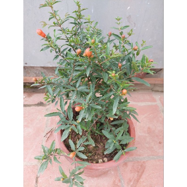 CÂY LỰU ĐỎ CHOAI SẴN HOA