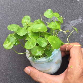 Cây thủy sinh rau má dù lùn - lá cạn - 15 ngọn