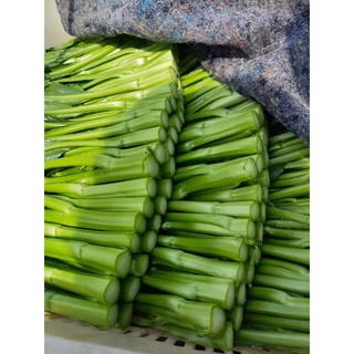 Hạt Giống Cải Ngồng Thân Mập 20 gr