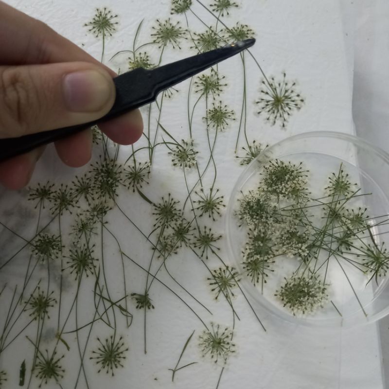 Gói 10 hoa khô Queen anne's lace ép khô dùng trang trí resin, móng tay, thiệp handmade