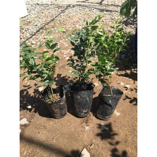 Cây nho thân gỗ con- cây nho tứ quí cao 30cm