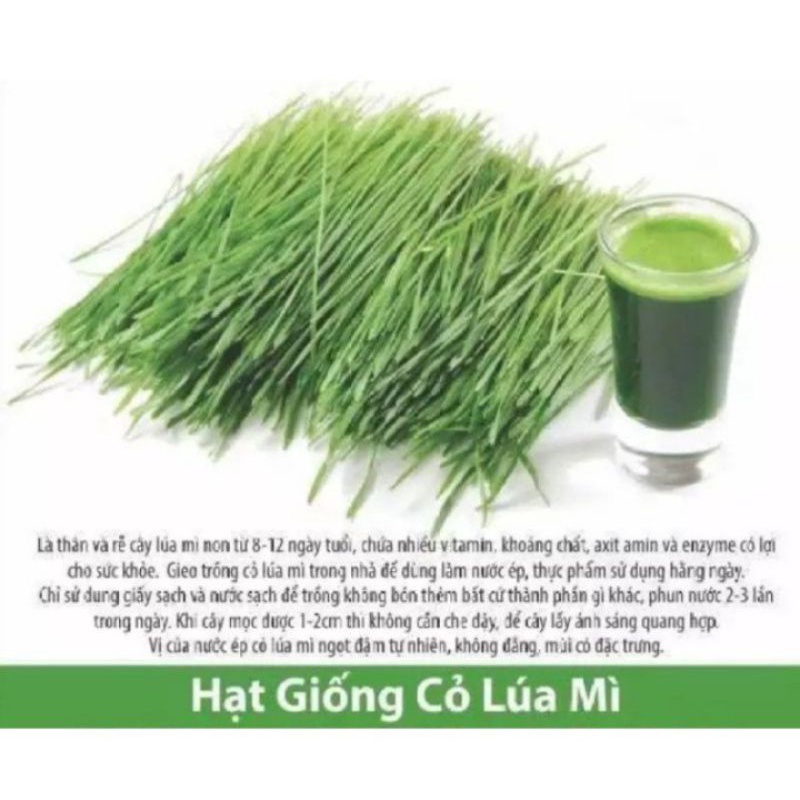 Hạt lúa mạch - Lúa mì