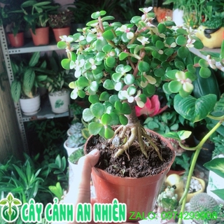 Cây đô la cổ thụ