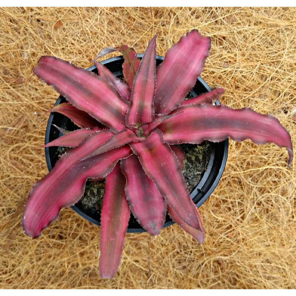 Cây Cryptanthus bivittatus Red Star (Dứa Cảnh Sao Đỏ) chậu nhựa