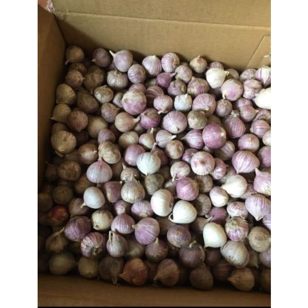 (1kg) TỎI CÔ ĐƠN THƠM NGON SỐ 2