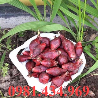 Sâm Đại Hành Giống Củ Tươi 100CỦ sp7