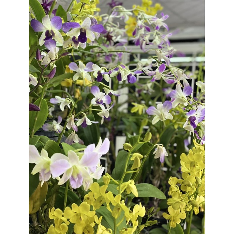 Combo kích hoa cho Lan