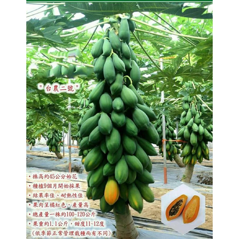 [Hạt giống Đài Loan] Hạt giống đu đủ Đài Loan Tainong 1kg/quả