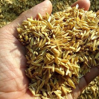 Trấu tươi (gói 2 dm3) - CayGiongTot
