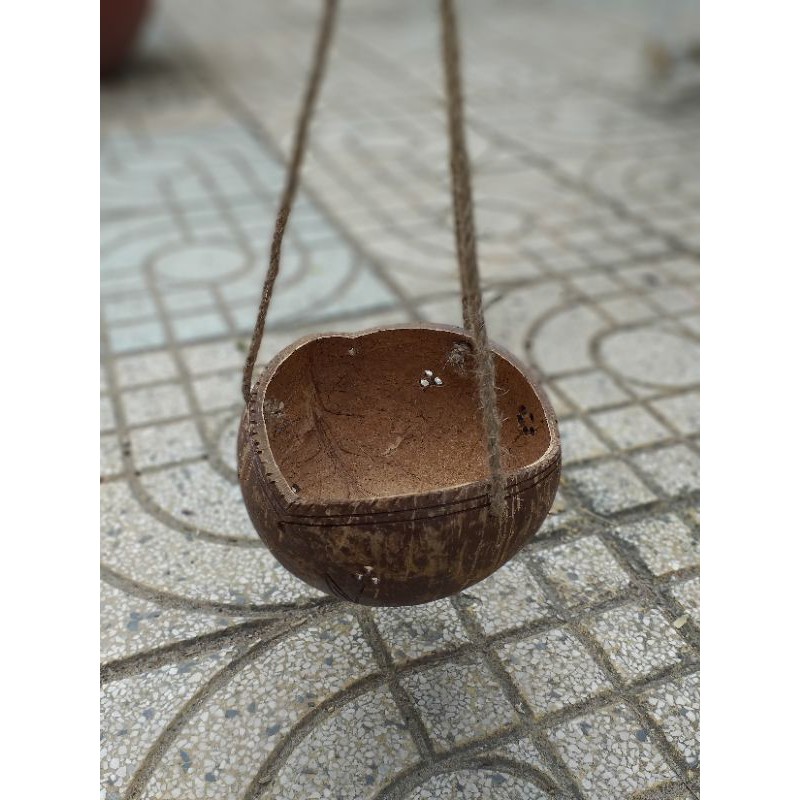 Chậu gáo dừa miệng 3 cánh sơn bóng kèm dây bố