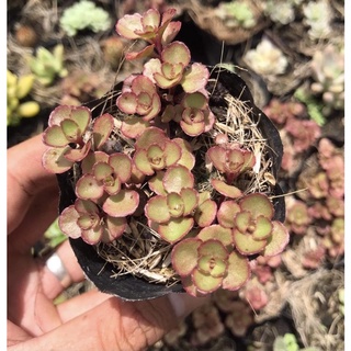 Sedum Dragon’s Blood - Sedum Huyết Long