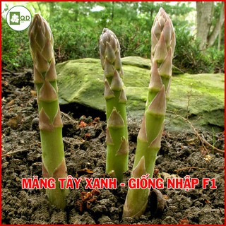 Hạt giống măng tây xanh chịu nhiệt cao sản thu hoạch quanh năm giá trị kinh tế cao - QD25