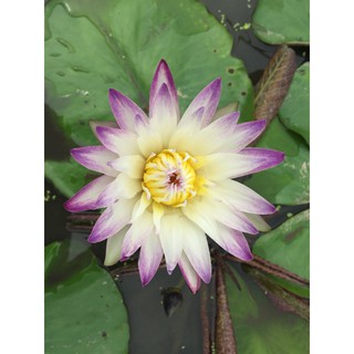 1 cây hoa trưởng thành vip purple joy