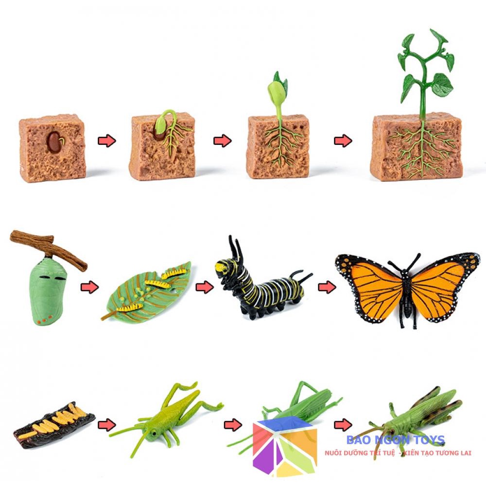 Bộ mô hình vòng đời phát triển của động thực vật, bướm, ếch, giáo cụ montessori dạy bé về thế giới tự nhiên BAO NGON TOY