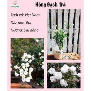 [HÀNG CHÍNH HÃNG] Gói 20 Hạt Hồng bạch trà (hồng bụi hoa thơm)