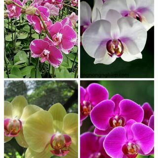 Hồ điệp đại đang ngồng hoa tết