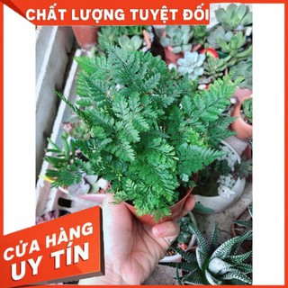 Cây Dương Sỉ Nhật Để Bàn