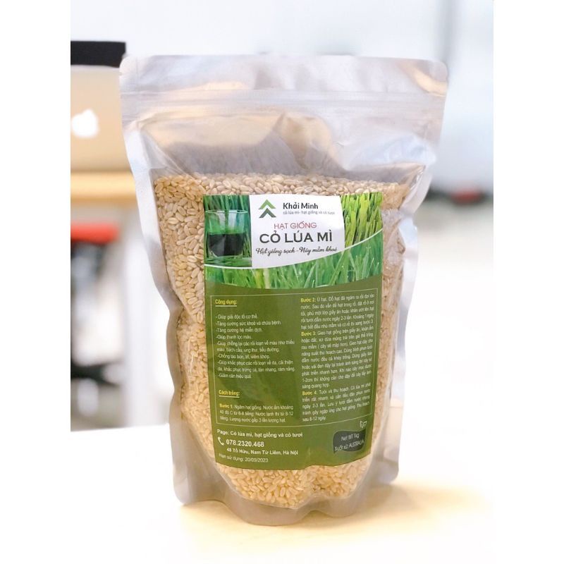 1KG - HẠT GIỐNG CỎ LÚA MÌ (Cỏ mèo) HỮU CƠ - KHÔNG CHẤT BẢO QUẢN, KHÔNG BIẾN ĐỔI GEN, TỈ LỆ NẢY MẦM > 95%