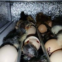 Máy ấp trứng Nam Thanh ấp tự động 100 trứng gà, vịt, chim cút, bồ câu - Nở trên 95% - Bảo hành 1 năm