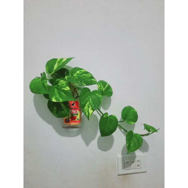 cây trầu bà lá vằn đủ gốc dễ bầu đất