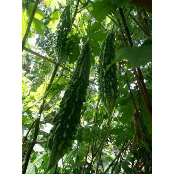 Hạt giống khổ qua, mướp đắng xanh đậm trái dài TN 10 hạt