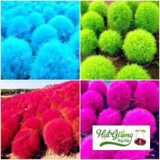 Hạt giông cỏ đổi màu LINH NGOC