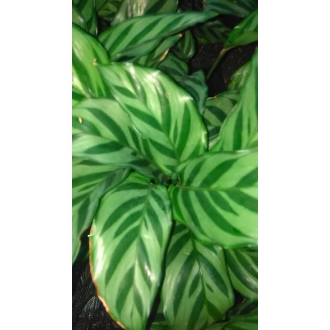 Cây đuôi công sọc xanh CALATHEA CONCINNA