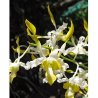 Denro nắng móng rồng (vàng trắng)