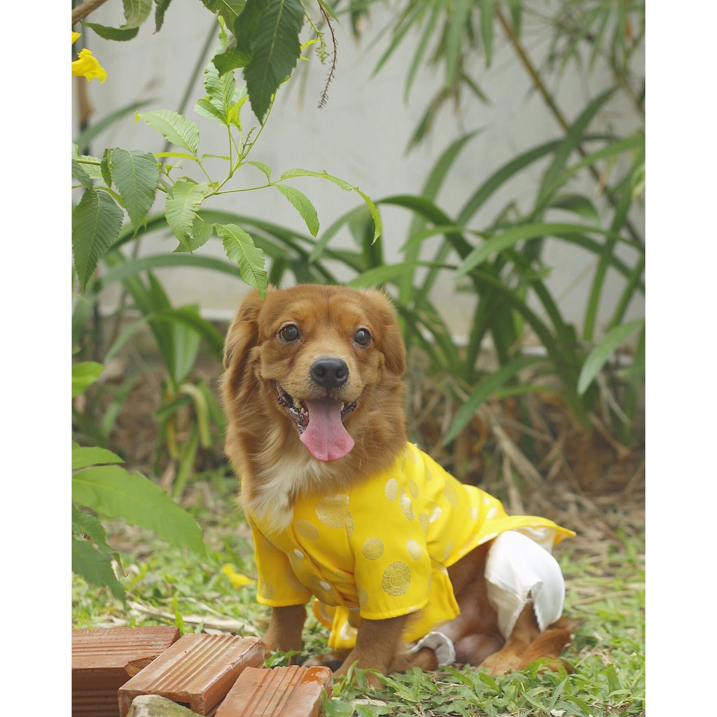 Áo dài truyền thống 4 màu cho thú cưng