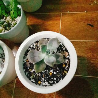 Combo 6 chậu xương rồng