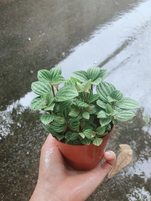 Cây Hột Xoàn (kim cương hột xoàn)