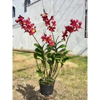 Hoa lan chớp vàng đỏ 5% chậu phi 12