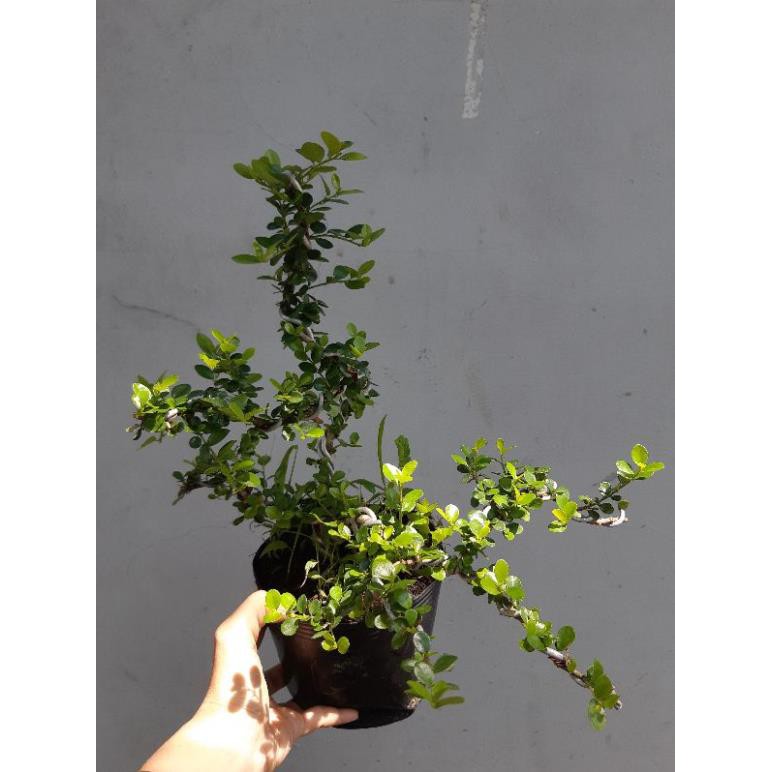 cây sam trái bonsai mini