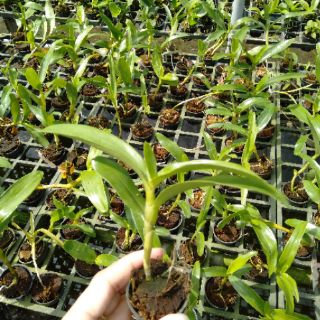 Dendro xuân cây giống