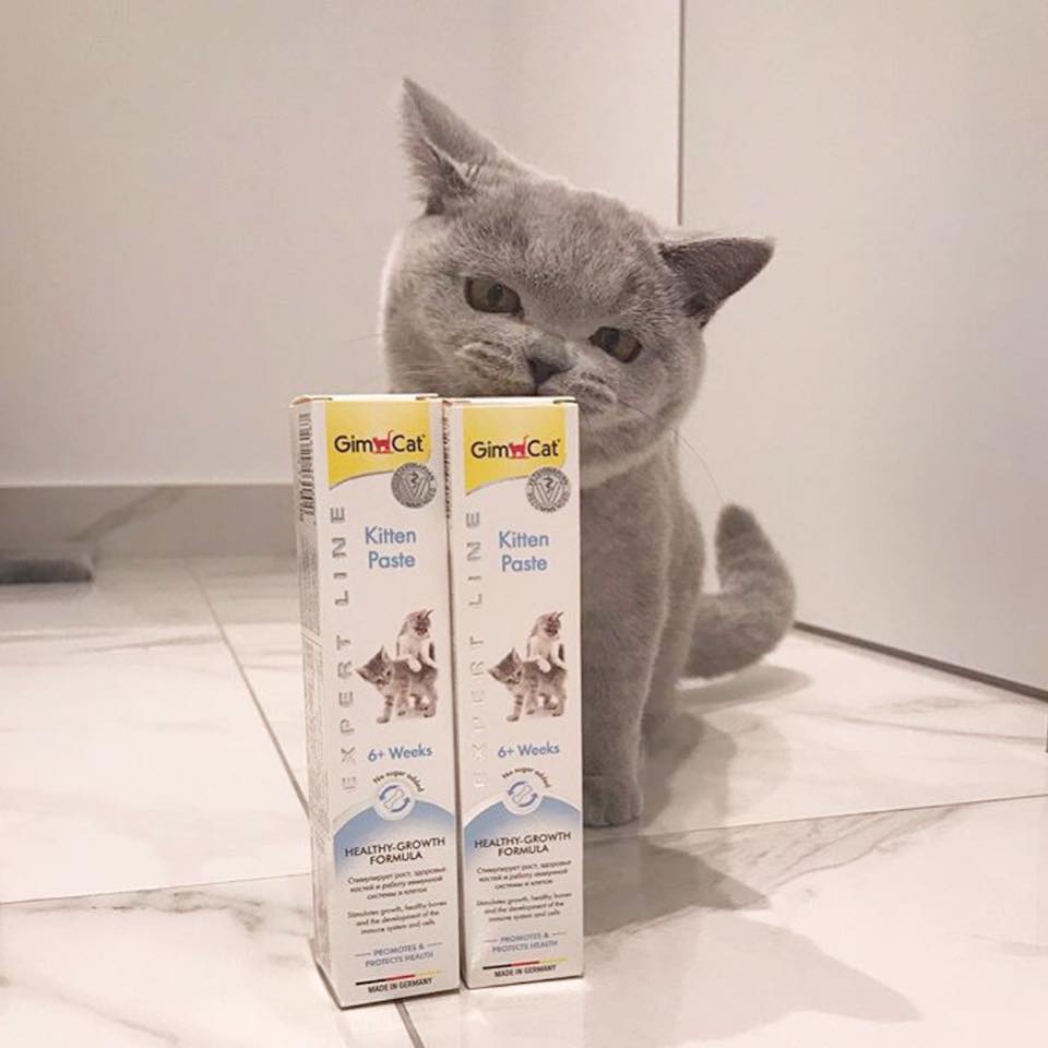 Nhập Gel dinh dưỡng bổ sung canxi vitamin cho Mèo Con Gimcat Kitten Paste 50gr