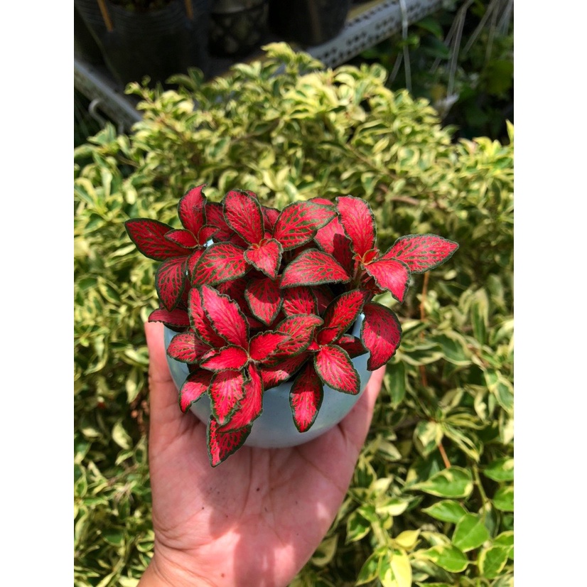 Cây cẩm nhung Fittonia, cây lá may mắn, cây phong thủy để bàn mini trang trí nội thất, tiểu cảnh vườn của an