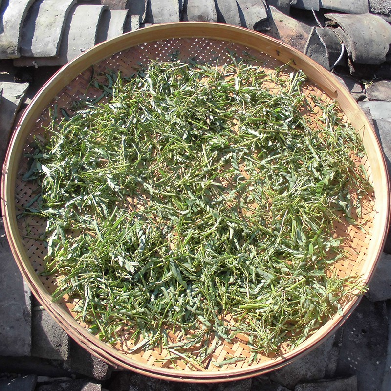 Diệp Hạ Châu ( Lá Chó Đẻ Răng Cưa) khô,sach 200 gram.