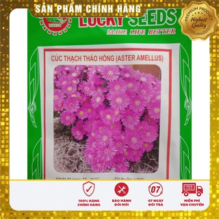 Bộ gói hạt giống Cúc Thạch thảo hồng