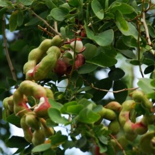 Combo 1Cây me chua 1 me thái