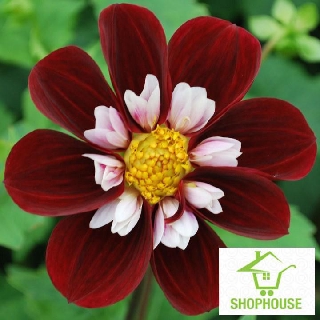 shophouse hạt giống hoa thược dược kim cương 40 hạt  SHOP HOUSE  TẾT KHUYẾN MẠI